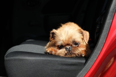 Adorable little dog in car, space for text. Exciting travel