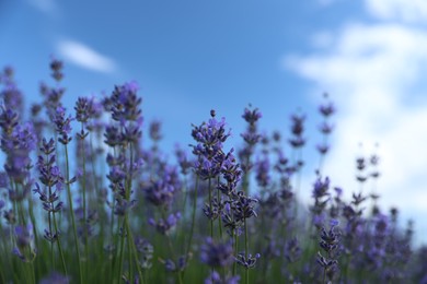Beautiful blooming lavender field on summer day, closeup