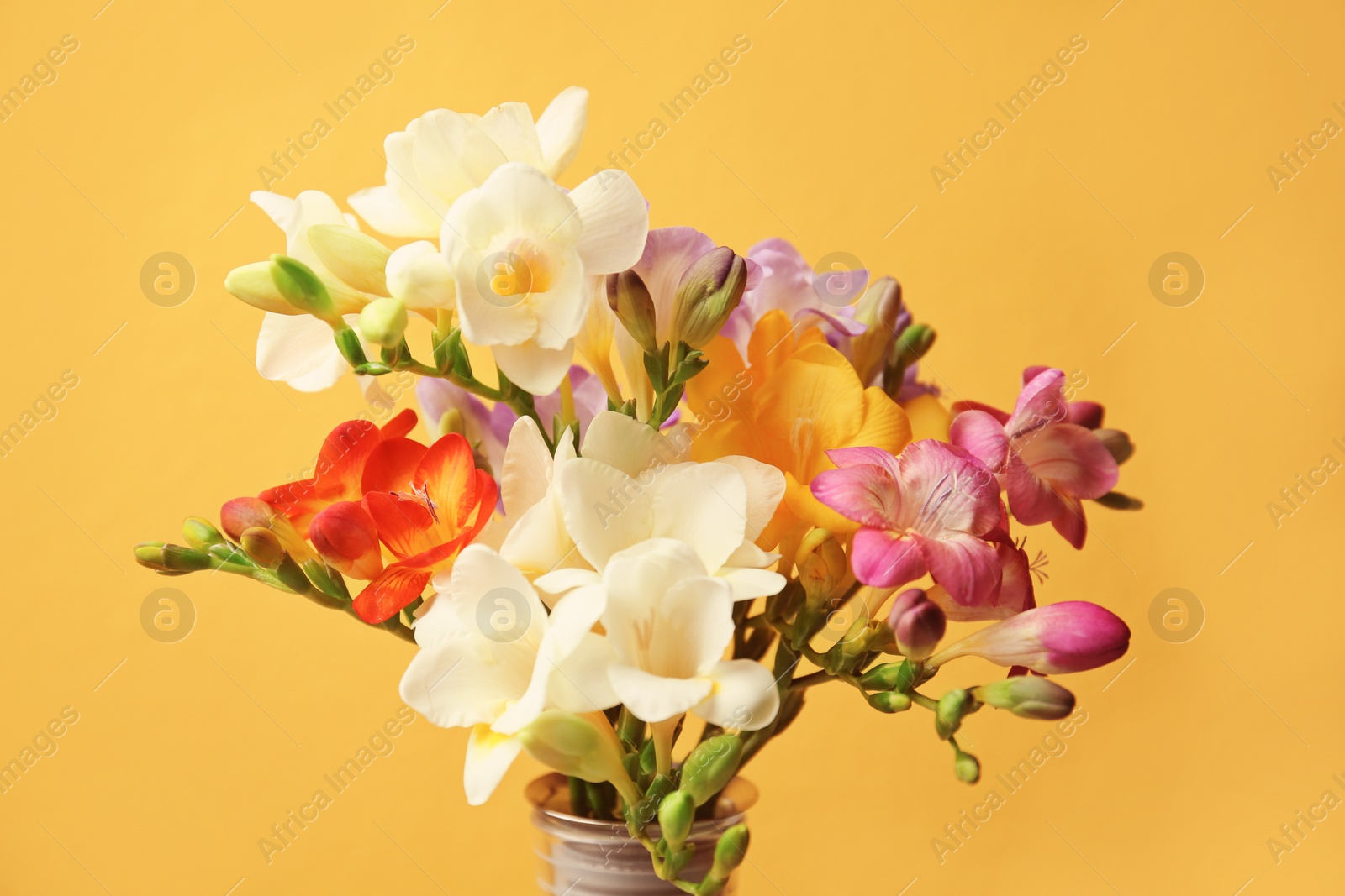 Photo of Beautiful freesia flowers on color background