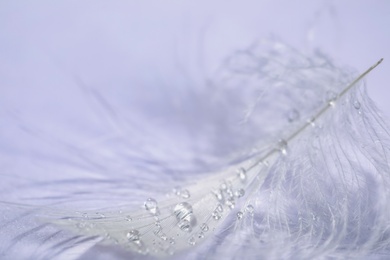 Photo of Closeup view of beautiful feather with dew drops on white background