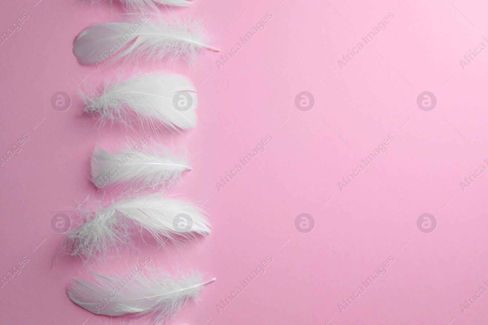 Photo of Many fluffy bird feathers on pink background, flat lay. Space for text
