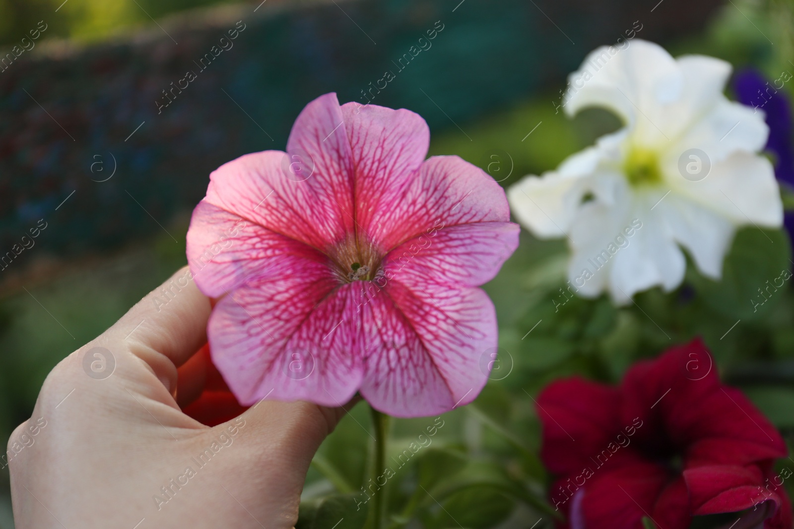 Photo of Woman holding beautiful petunia flower outdoors on spring day, closeup