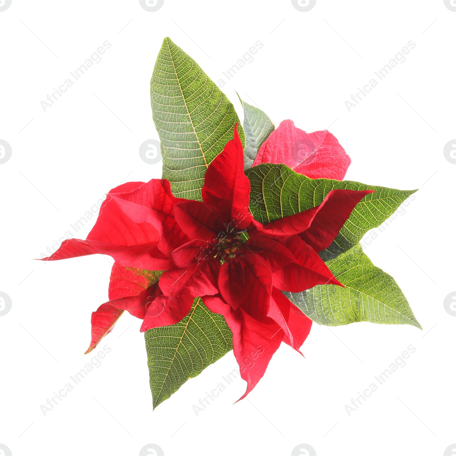 Photo of Beautiful poinsettia on white background. Traditional Christmas flower