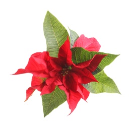 Beautiful poinsettia on white background. Traditional Christmas flower