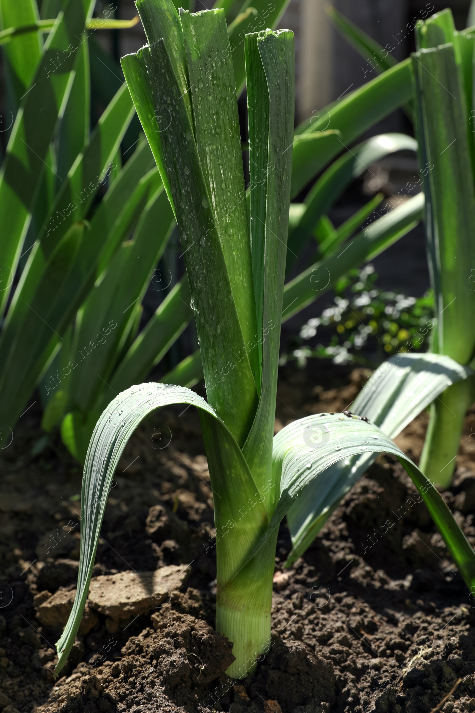 Photo of Fresh green leeks growing in field on sunny day