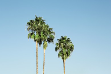 Photo of Beautiful palm trees with green leaves against blue sky