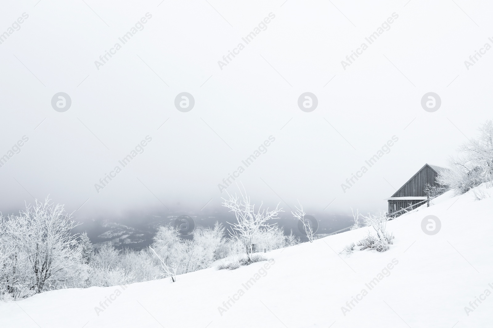 Photo of Picturesque view of trees and plants covered with snow in mountains on winter day