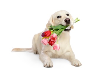 Photo of Cute Labrador Retriever with beautiful tulip flowers on white background