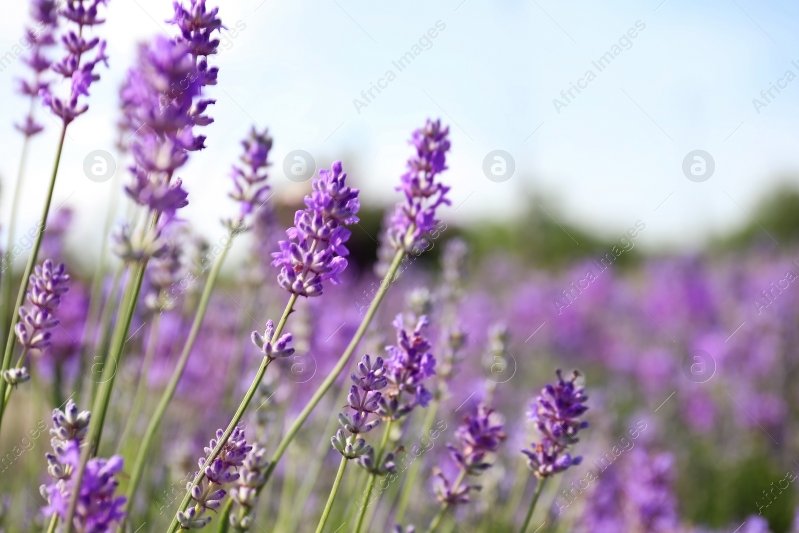 Photo of Beautiful blooming lavender field on summer day, closeup