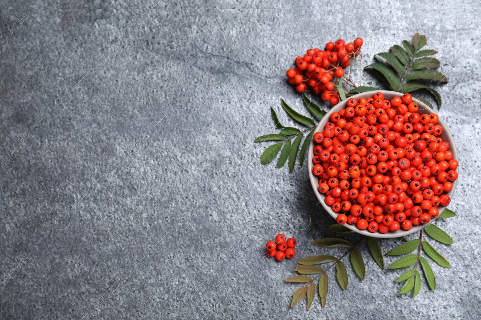 Photo of Fresh ripe rowan berries and leaves on grey table, flat lay. Space for text