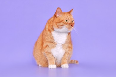 Photo of Adorable red fluffy cat on lilac background