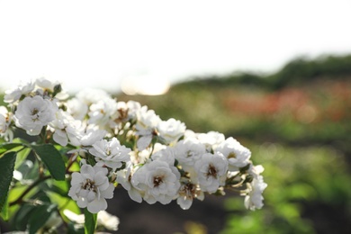 Photo of Green bush with beautiful roses in blooming garden on sunny day