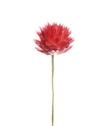 Photo of Beautiful red gomphrena flower isolated on white