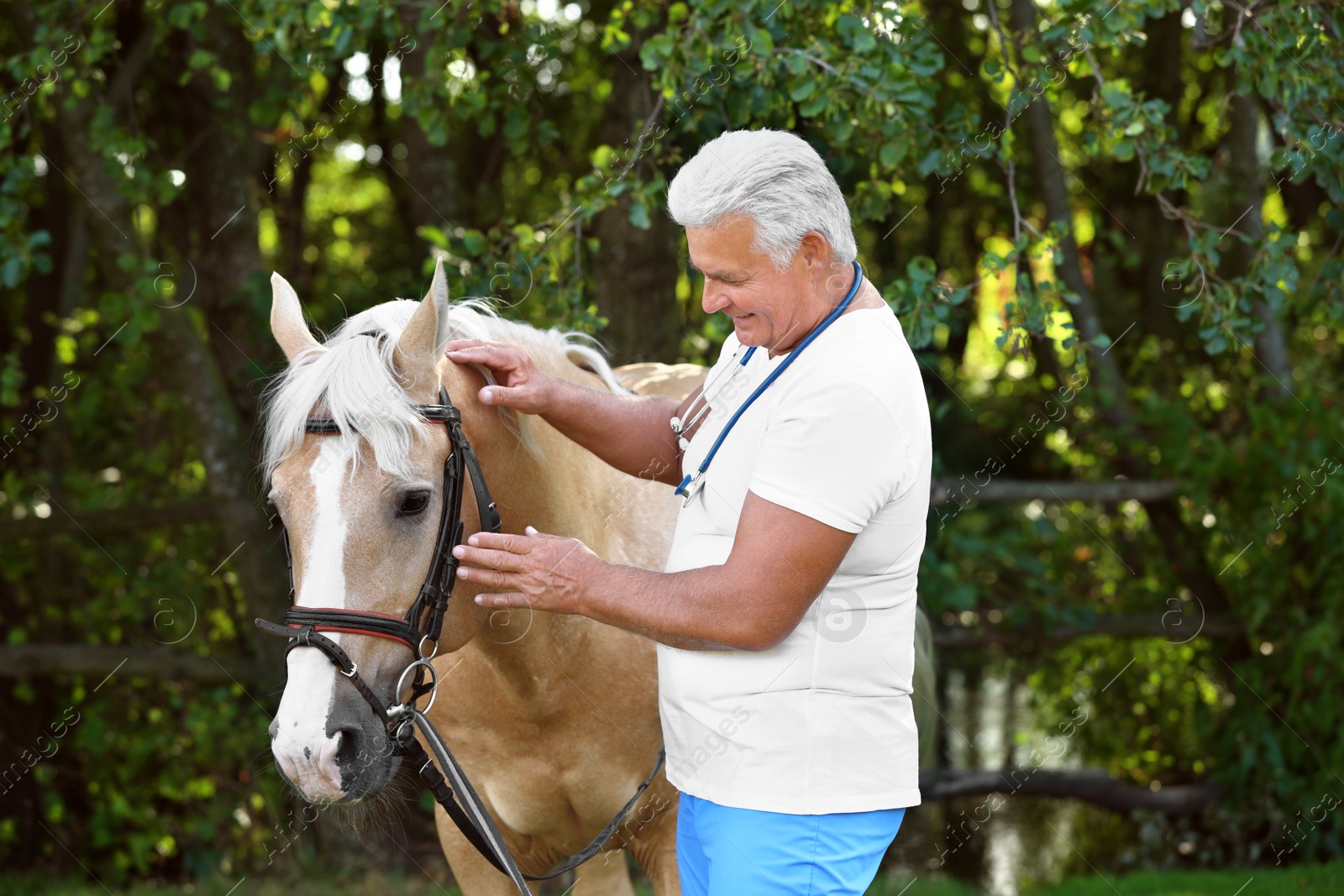 Photo of Senior veterinarian examining palomino horse outdoors on sunny day