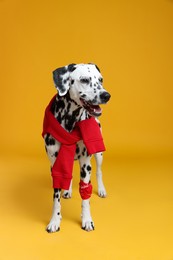 Adorable Dalmatian dog with red sweatshirt and bandana on yellow background