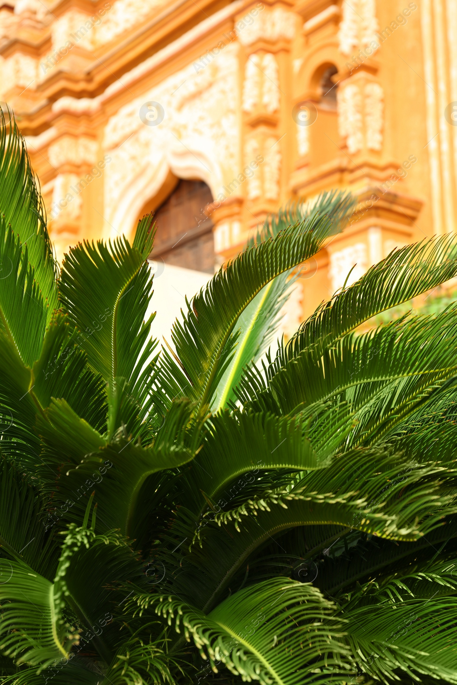 Photo of Beautiful palm tree near building on sunny day, closeup