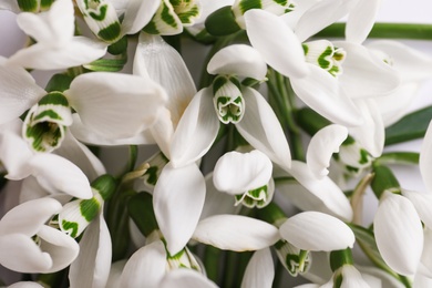 Photo of Beautiful spring snowdrops as background, closeup view