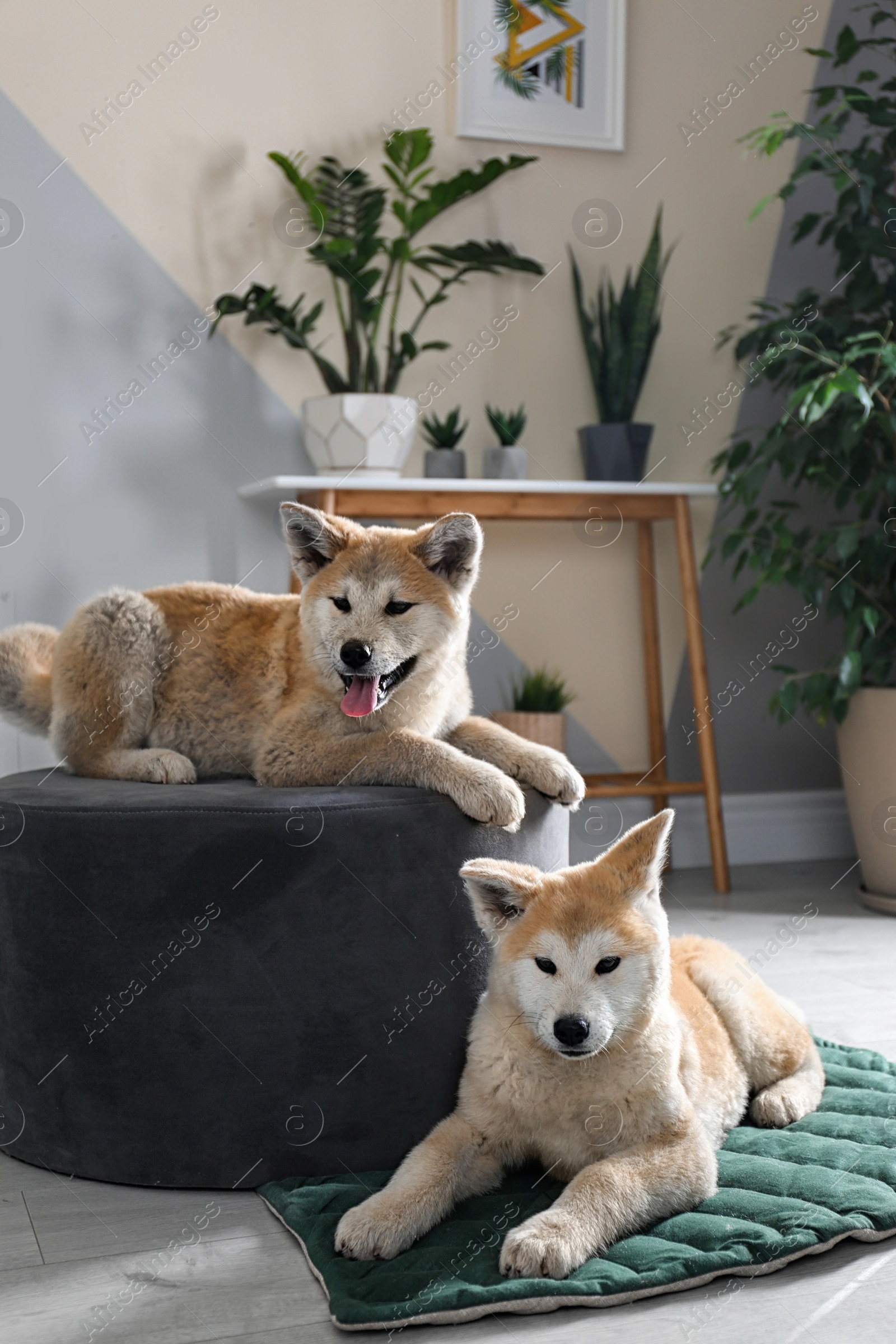 Photo of Cute Akita Inu dogs in room with houseplants