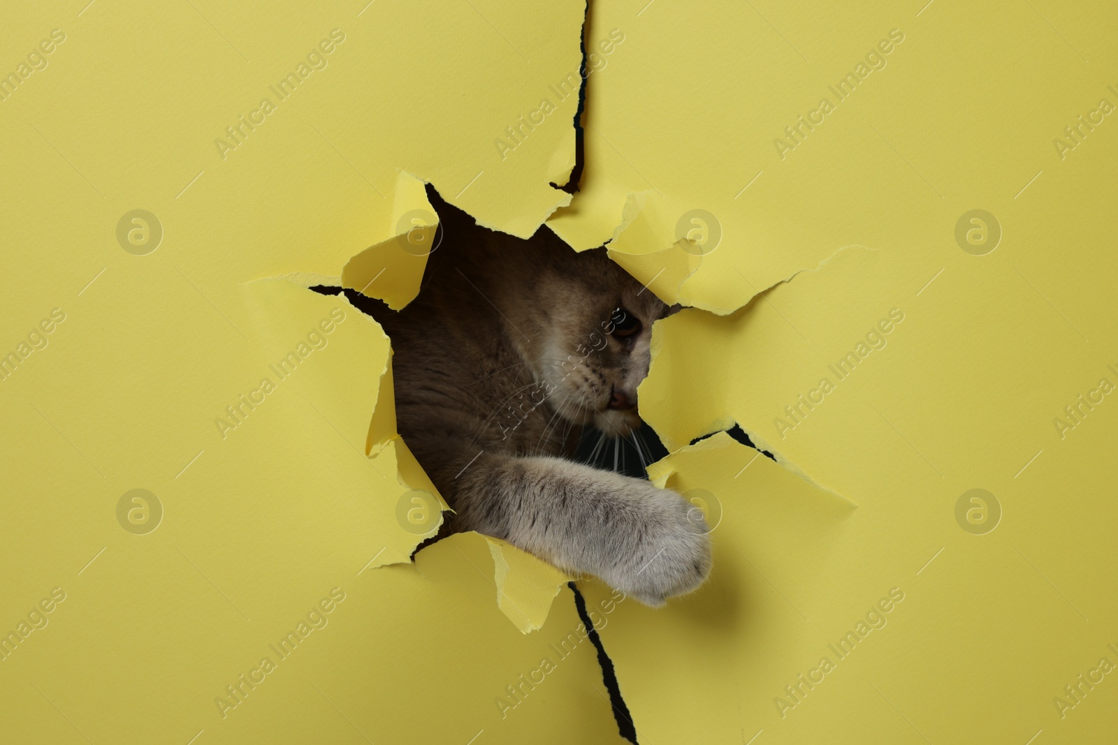 Photo of Cute cat looking through hole in yellow paper