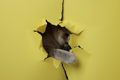 Photo of Cute cat looking through hole in yellow paper