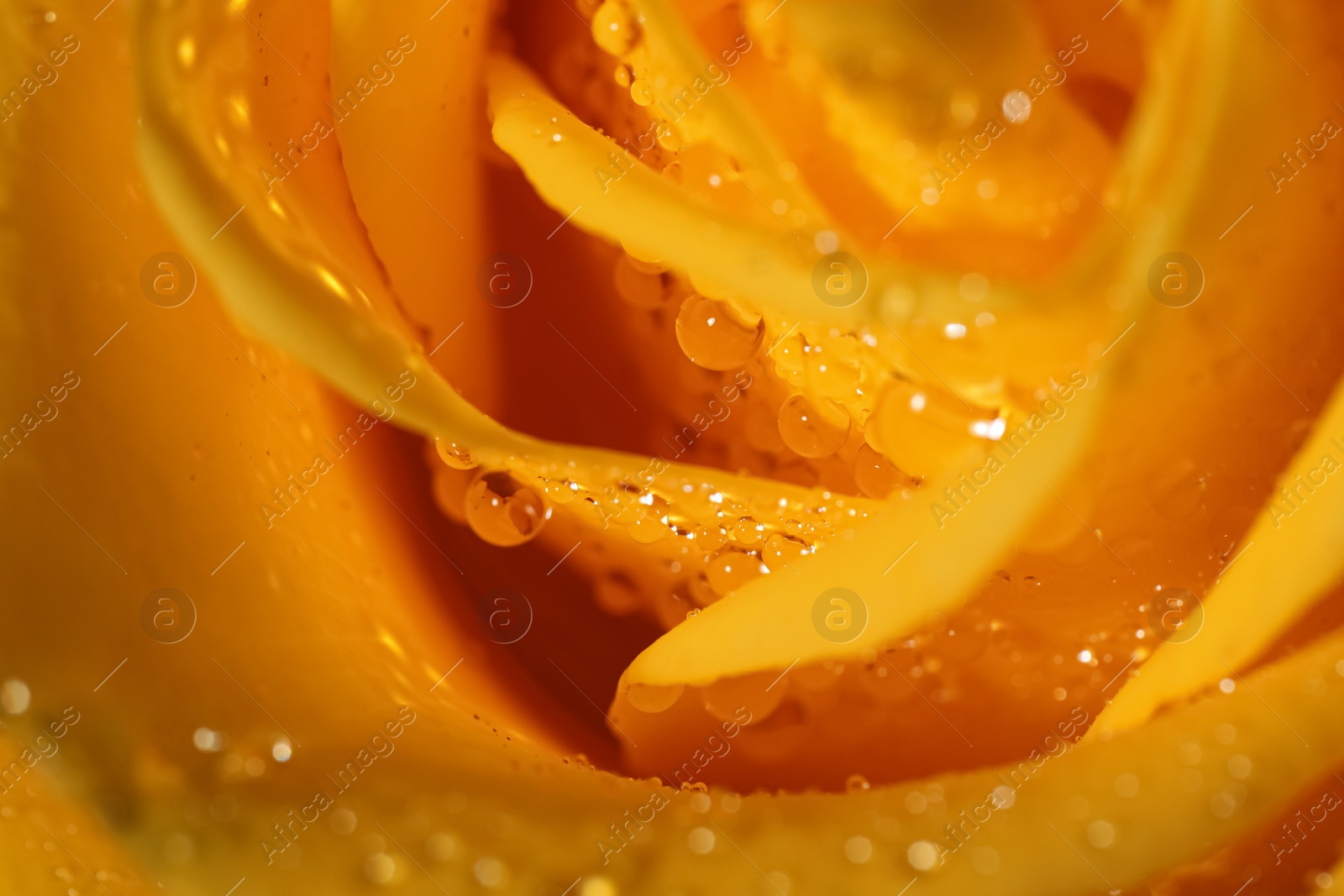 Photo of Closeup view of beautiful blooming rose with dew drops as background