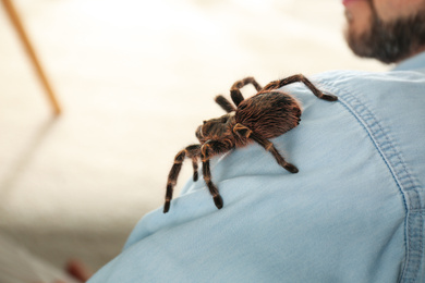 Photo of Man with striped knee tarantula on shoulder at home, closeup