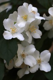 Photo of Closeup view of beautiful blooming white jasmine shrub outdoors