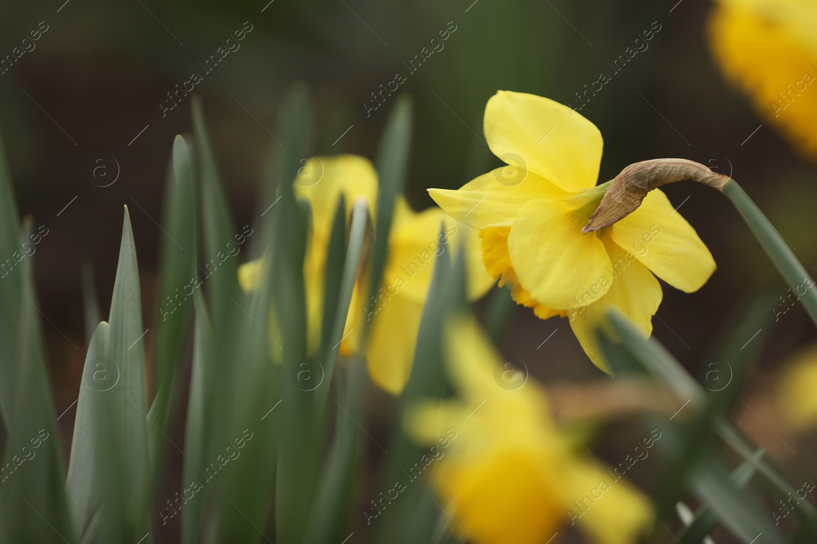 Photo of Beautiful blooming daffodil outdoors on spring day, closeup