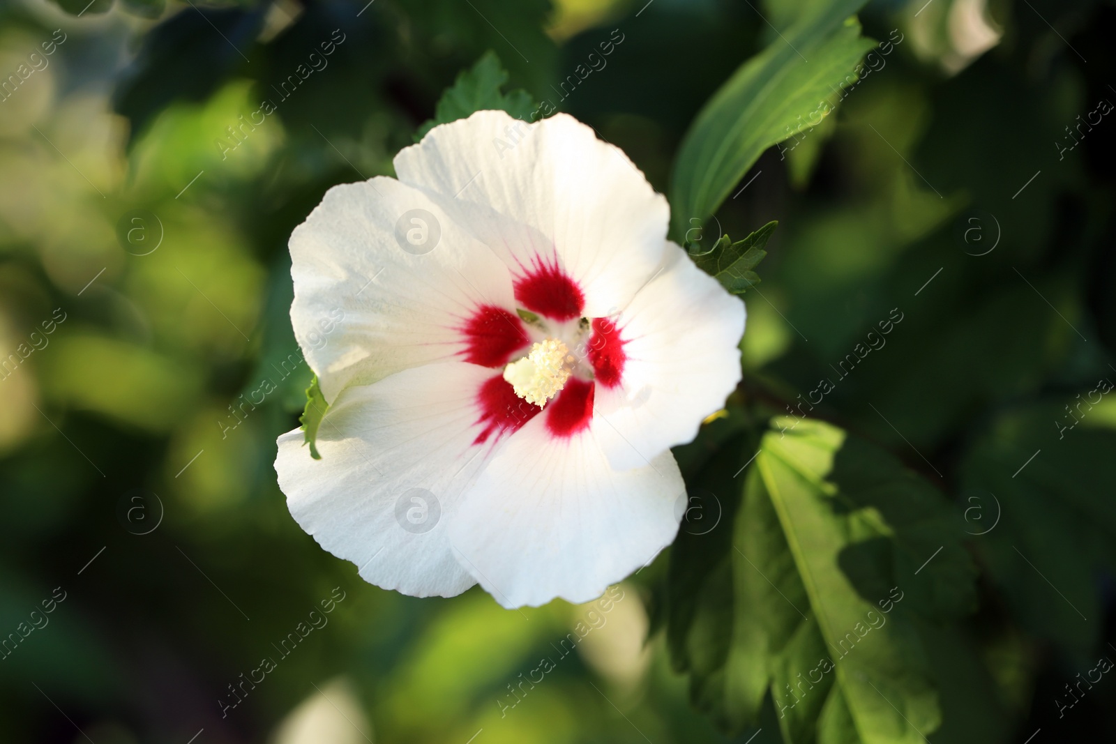 Photo of Beautiful white hibiscus flower growing outdoors, closeup