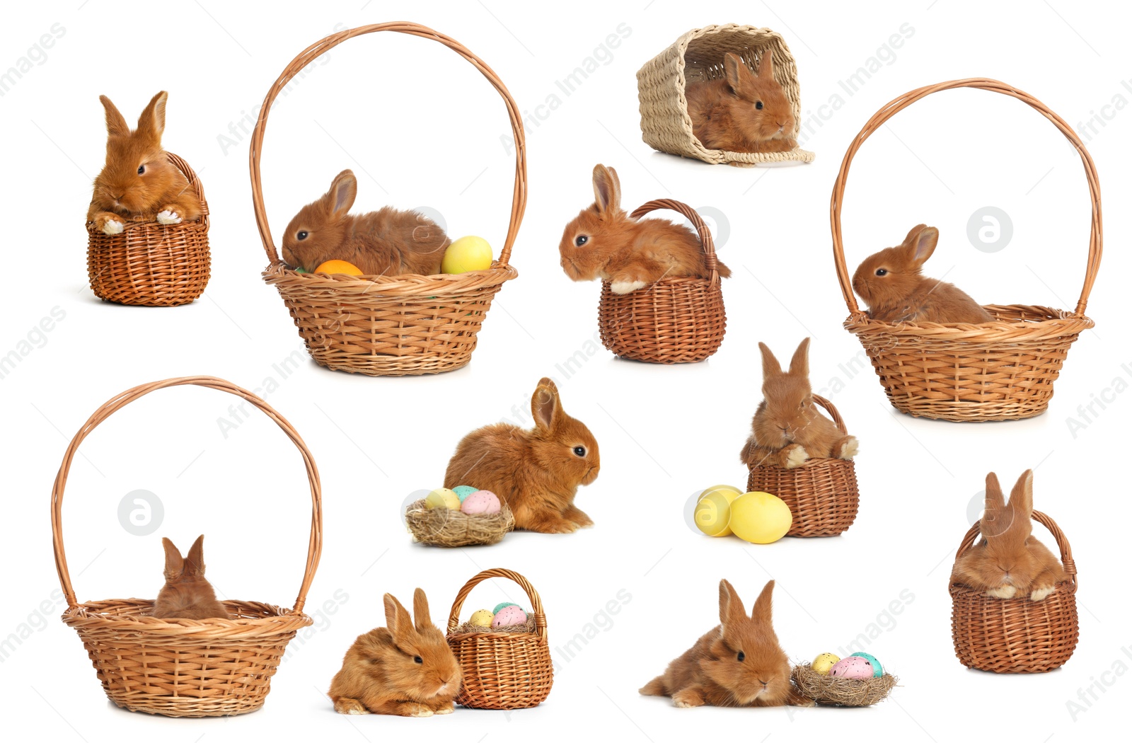 Image of Collage with adorable fluffy Easter bunnies on white background