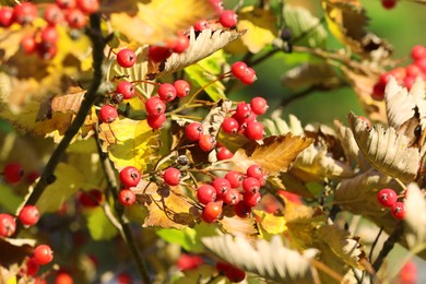 Photo of Rowan tree branches with red berries outdoors on sunny day, closeup