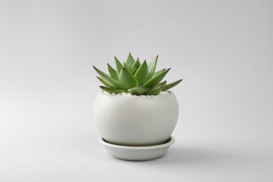 Photo of Beautiful succulent plant in pot on light background