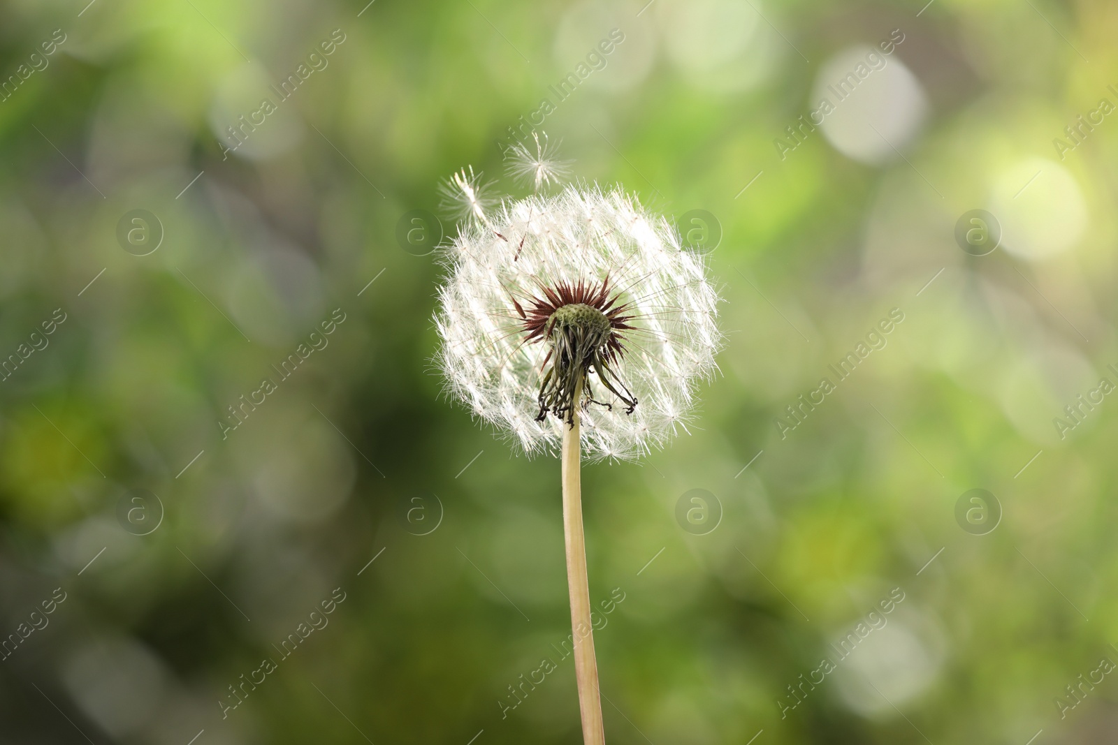 Photo of Beautiful dandelion flower on blurred green background