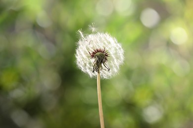 Photo of Beautiful dandelion flower on blurred green background