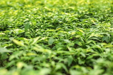 Many fresh green seedlings as background, closeup