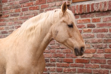 Photo of Adorable horse near brick building outdoors. Lovely domesticated pet