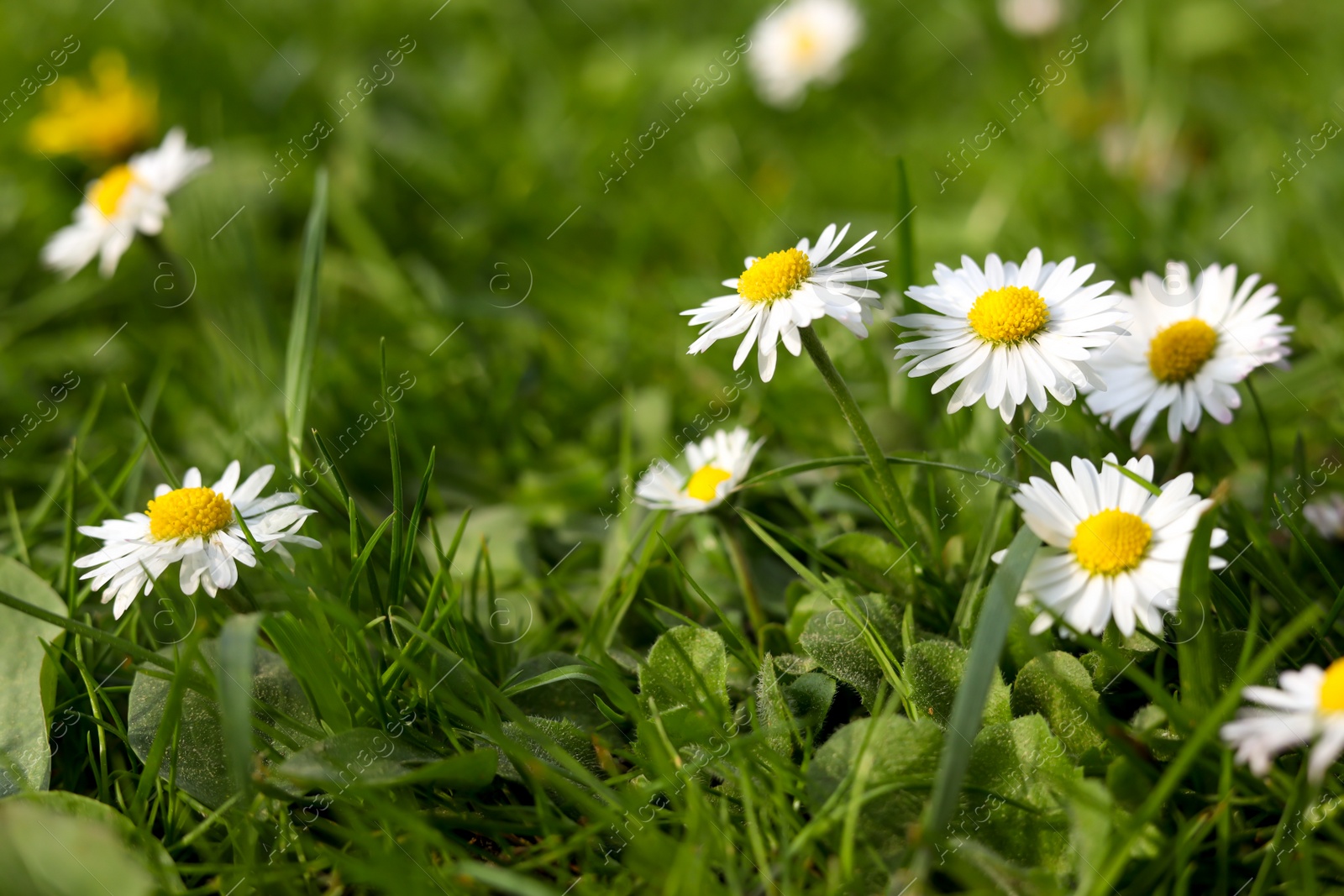 Photo of Beautiful bright chamomile flowers in green grass, closeup