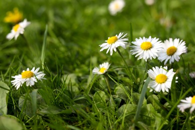 Beautiful bright chamomile flowers in green grass, closeup