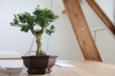 Photo of Beautiful bonsai tree in pot on wooden table indoors, space for text