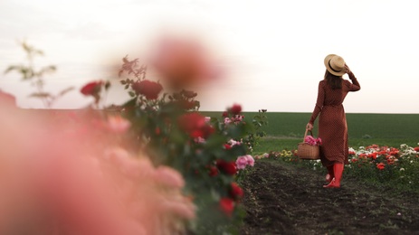 Photo of Woman with basket of roses in beautiful blooming field