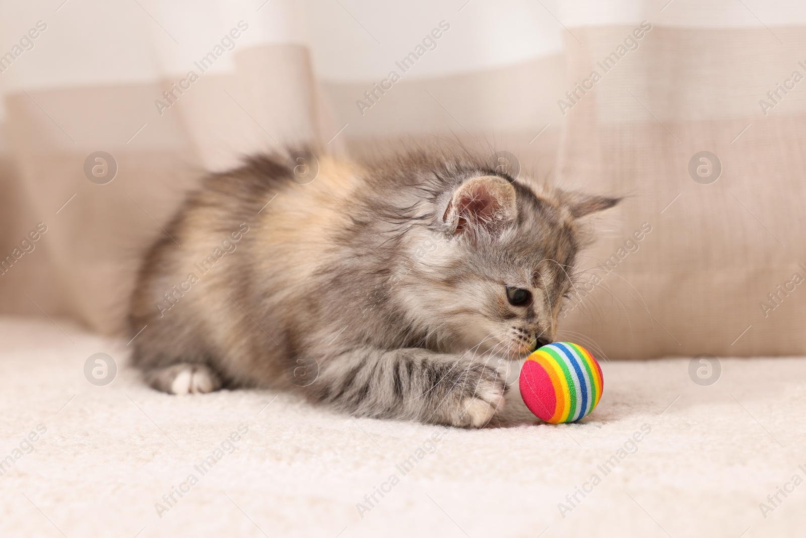 Photo of Cute fluffy kitten with ball at home