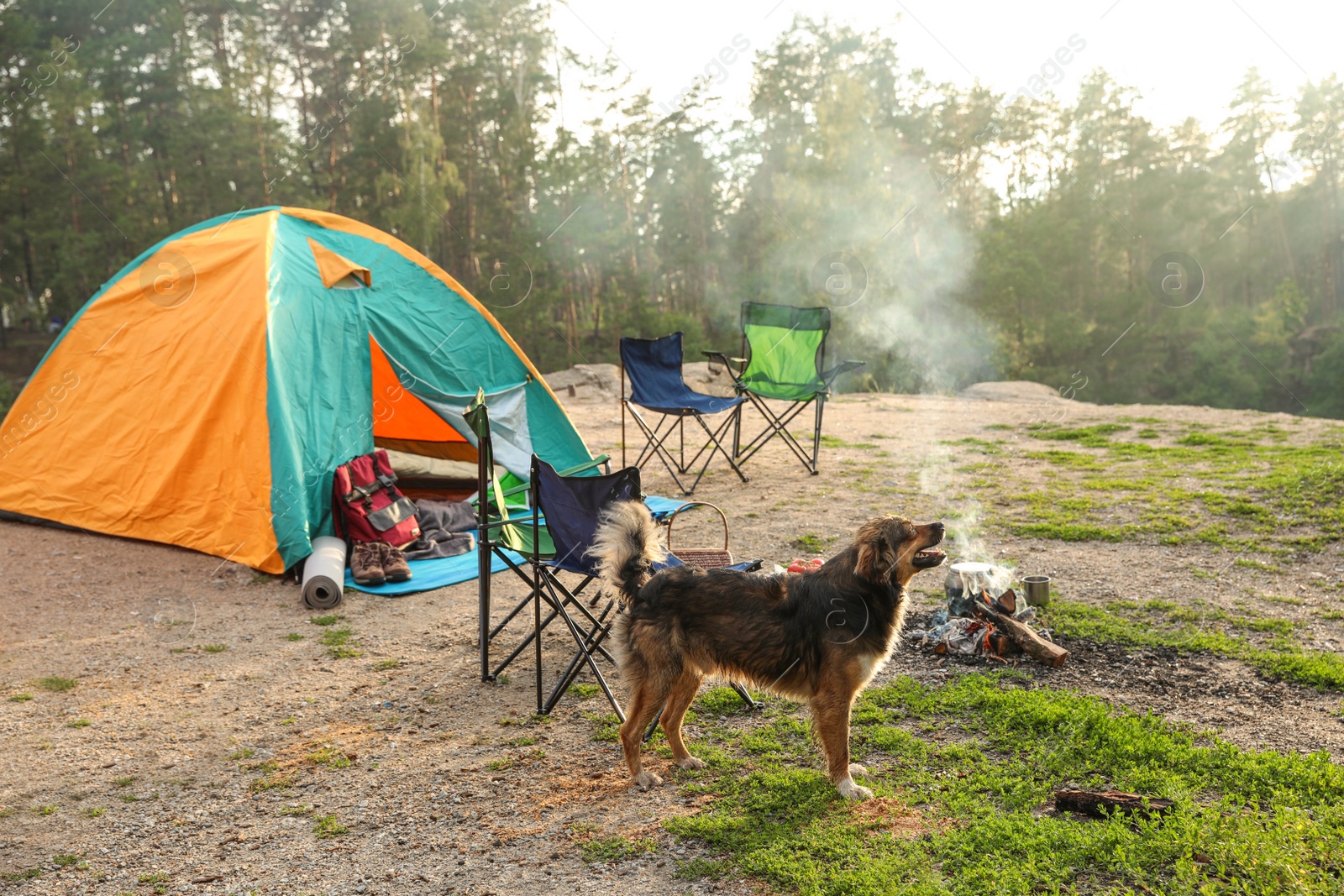 Photo of Cute dog near camping tent in wilderness