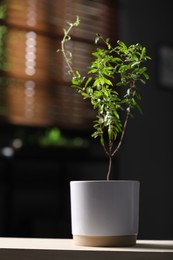 Photo of Potted pomegranate plant with green leaves on table in room