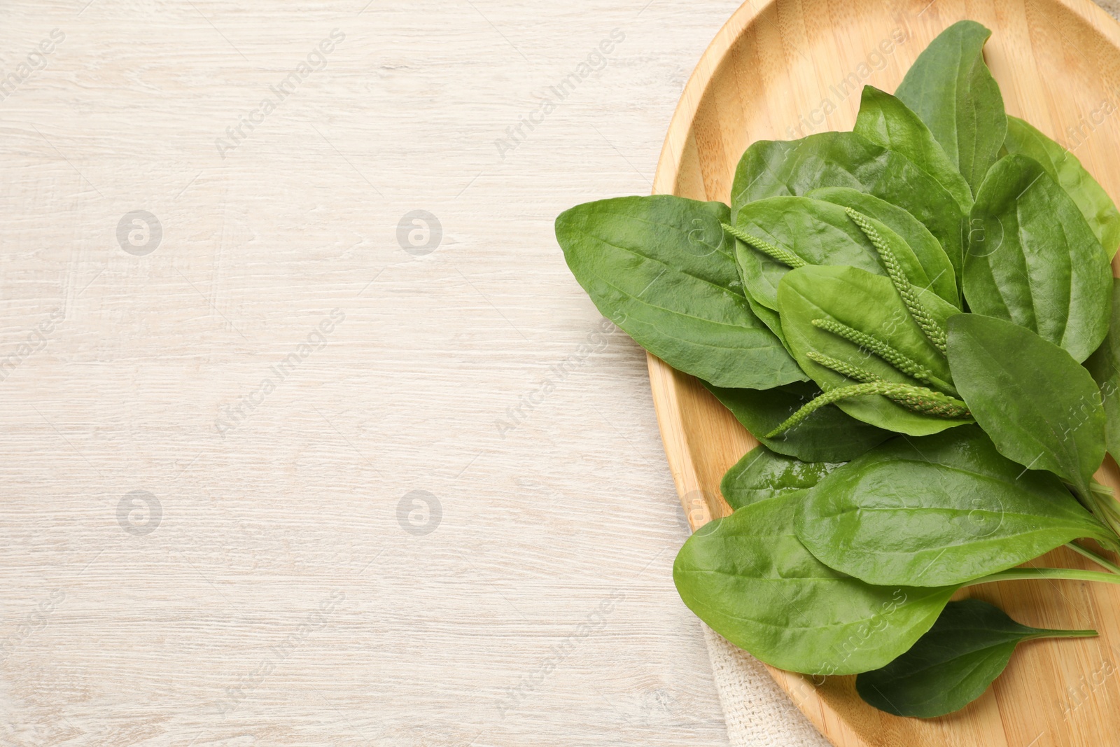 Photo of Green broadleaf plantain leaves on white wooden table, top view. Space for text