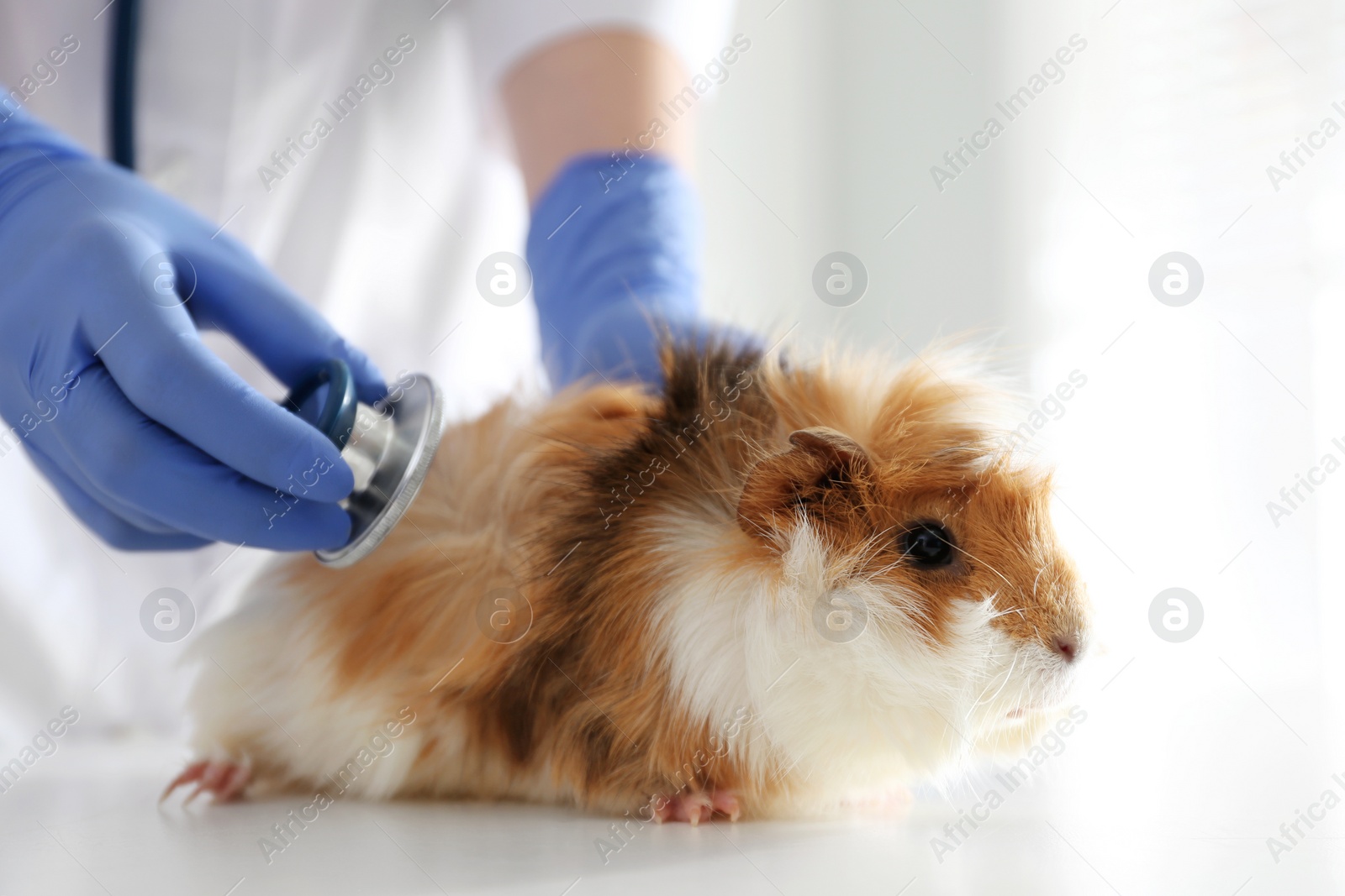 Photo of Female veterinarian examining guinea pig in clinic, closeup