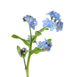 Photo of Amazing spring forget-me-not flowers on white background