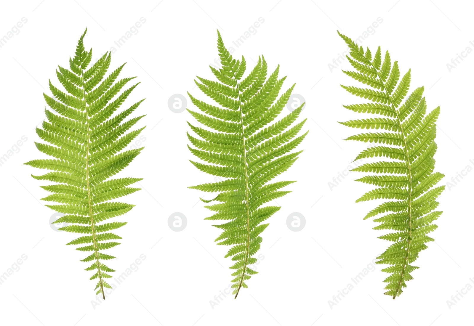 Image of Set with beautiful fern leaves on white background 