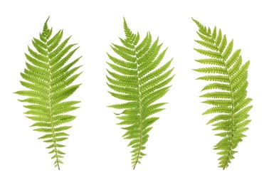 Image of Set with beautiful fern leaves on white background 