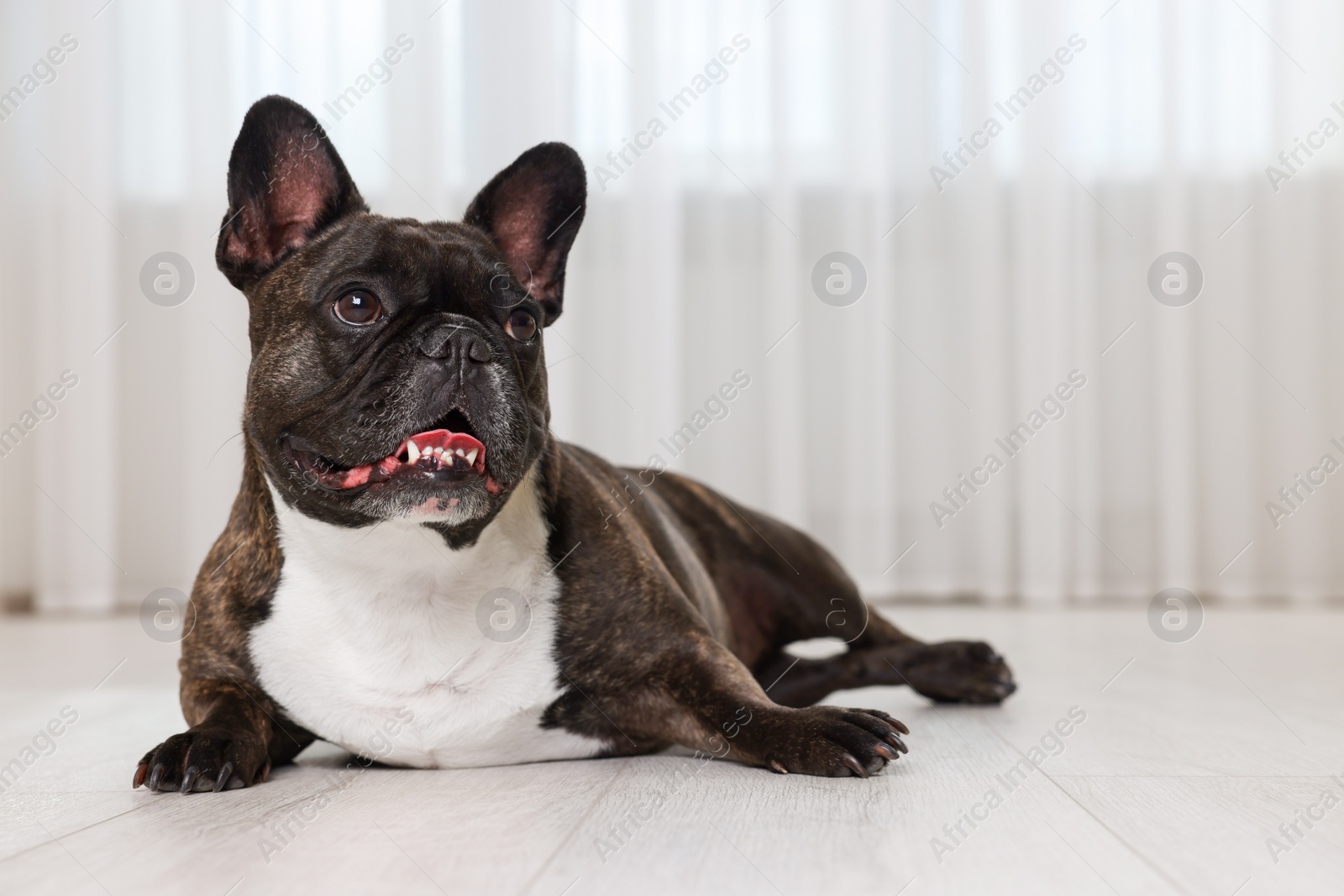 Photo of Adorable French Bulldog lying on floor indoors. Lovely pet
