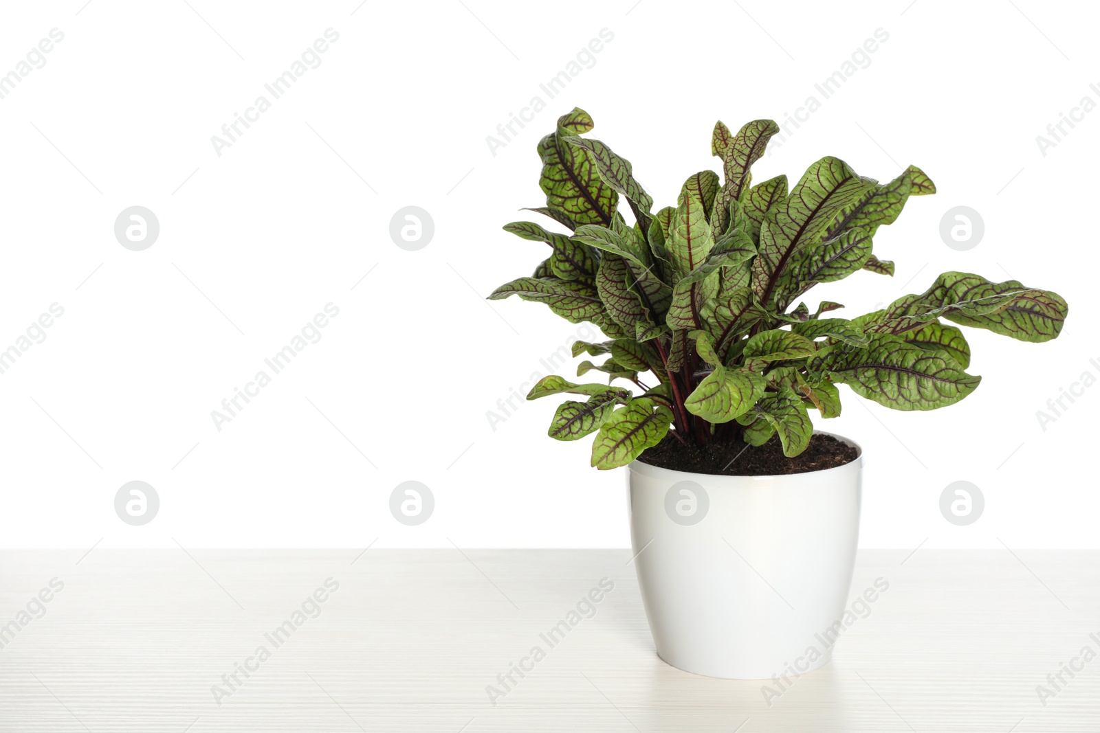 Photo of Sorrel plant in pot on white wooden table